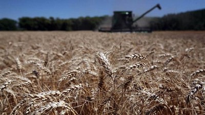 Fuerte interés de la demanda por el trigo argentino de la próxima cosecha