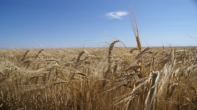 Piden por la libertad del comercio de trigo