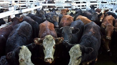 Mejores precios para los novillos en el Mercado de Liniers