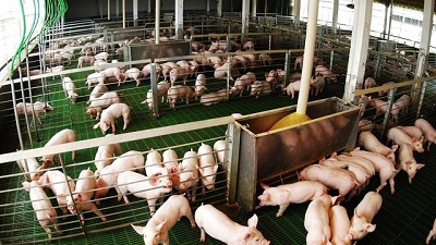 Creció la producción de carne porcina en el primer semestre