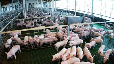 Carne de cerdo: es récord el consumo y crece fuerte la importación