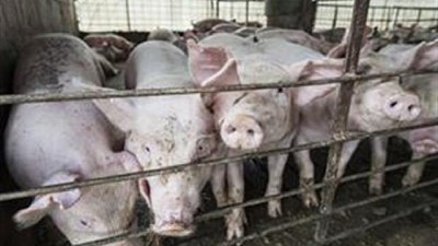 Volvió a crecer fuerte la importación de carne de cerdo