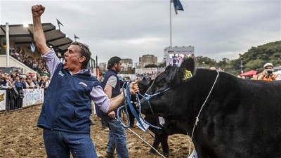 La cabaña Tres Marías ganó por 23a vez el Gran Campeón Angus