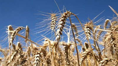Rindes en baja para el trigo de primavera
