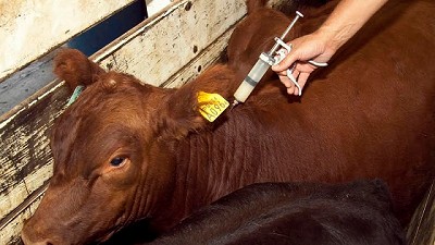 La Argentina no dejará de vacunar contra la fiebre aftosa