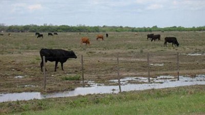 Alquila 43 hectáreas en Bolívar y no sabe qué hacer con sus 58 vacas por la inundación