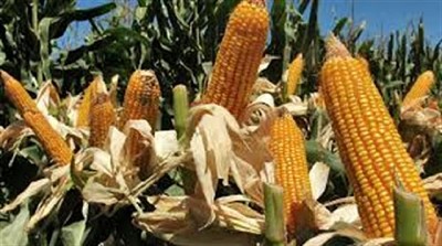 Fertilización: una oportunidad para levantar los rendimientos del maíz y apuntar a ganar más