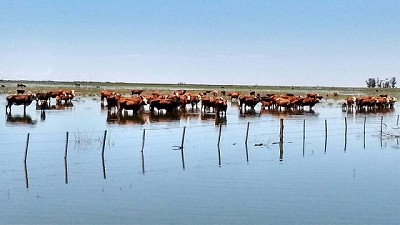 El mercado climático trae consecuencias en la ganadería, por Ignacio Iriarte