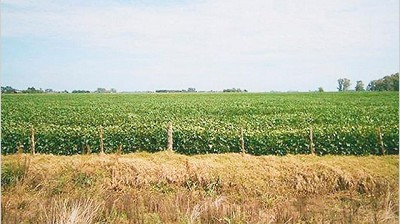 Reforma impositiva: asignatura pendiente para el agro, por Alberto Padoan