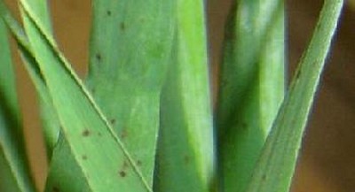 Estado sanitario y detección de Ramularia collo-cygni en el cultivo de cebada de la provincia de Buenos Aires