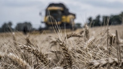 ¿Cómo mejorar la rentabilidad del trigo?. por Iván Barbero