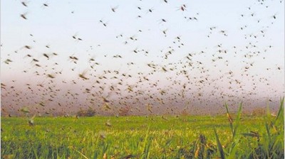Langosta: se definieron 5 puntos de control en la provincia de Córdoba