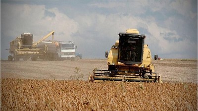 Los precios de los granos finalizaron mixtos tras el informe de USDA
