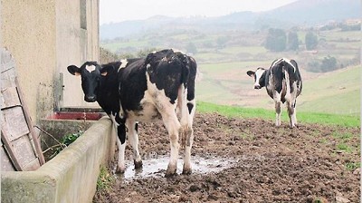 Galileo apuesta a producir biogás desde el estiércol de las vacas