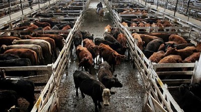 Mayor competencia en las subastas para garantizar las previsiones de faena