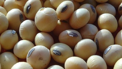 Estiman una cosecha récord de soja para los Estados Unidos y bajan los precios