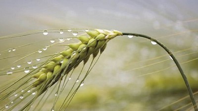 Radio: Ante tanta lluvia y humedad ¿cómo hacer para combatir las enfermedades del trigo?; con R. Di Marco