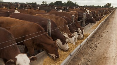 Corrientes: se convalidó el plan provincial contra la garrapata del bovino