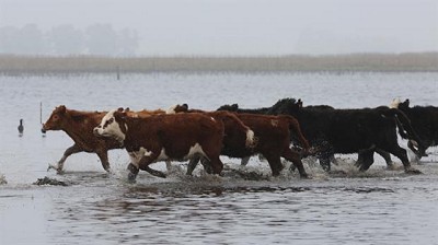 En La Pampa, se vende hacienda por no poder alimentarla