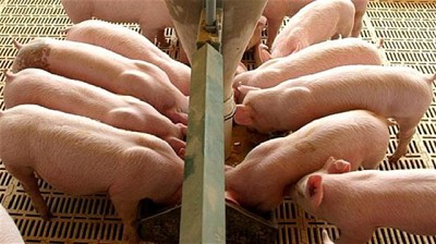 Carne porcina: confirman una misión a EE.UU. que evaluará la importación