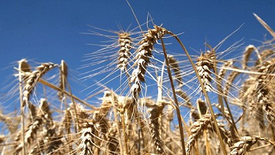 Las lluvias impactan en el precio del trigo -BCR