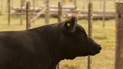 Cronograma de la segunda campaña de vacunación contra la fiebre aftosa 2017
