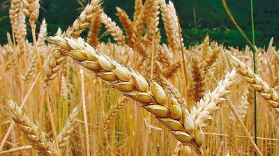 Soja, el grano menos afectado por el Cambio Climático y que hasta mejoró su rinde