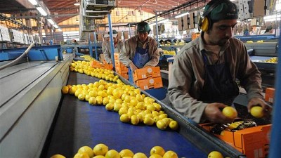 Por una cuestión de color, el limón argentino recién podrá entrar a EE.UU. en 2018