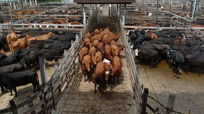 El precio de la hacienda se mantuvo estable en el Mercado de Liniers