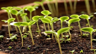 Predecir la erosión para proteger la productividad de los suelos