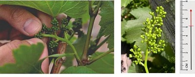Primer alerta para el control de Lobesia botrana en Mendoza