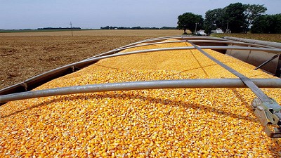 La holgada producción mundial no aliviana a los cereales -BCR