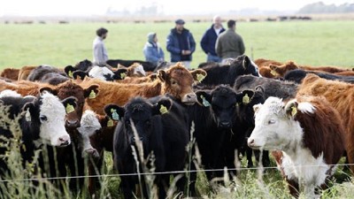 Pedirán al Gobierno que exima de Ganancias el engorde de novillos