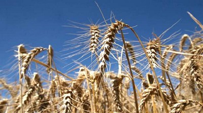 Trigo: Buryaile busca evitar que Brasil use un cupo extra Mercosur