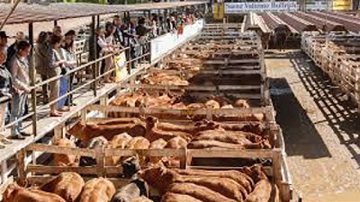 Firmeza sólo para la hacienda especial