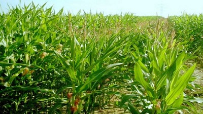 Maíz, en medio de los riesgos climáticos