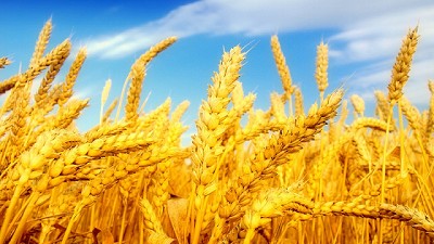 Trigo: mejores expectativas pero con final incierto por enfermedades