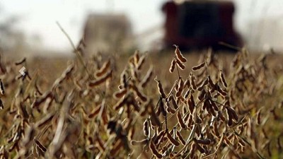 El desafío de levantar el nivel de proteína de la soja, por Rodolfo Rossi