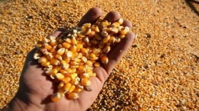 El precio del maíz cayó al nivel más bajo del año en los Estados Unidos