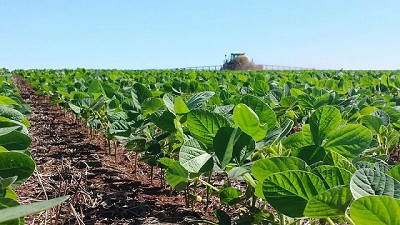 La siembra de soja ya cubrió un 23,8%  del área intencionada  