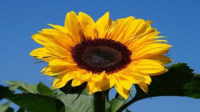 Se reduce la siembra de girasol a 1.750.00 ha por excesos hídricos