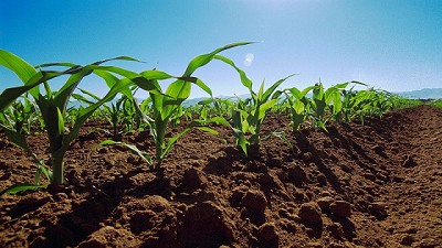La siembra de maíz se ubica en 35.4% del total