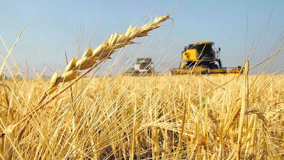Santa Fe: los resultados del trigo no fueron los esperados por los productores