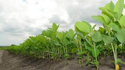 Autorizaron un nuevo cultivo biotecnológico de soja
