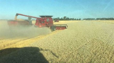 Córdoba: los rindes de trigo, con picos de 7000 kilos
