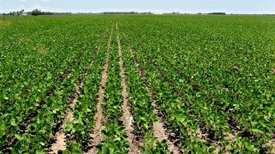 Giro en el clima: podría frenarse la siembra de soja por la falta de lluvias