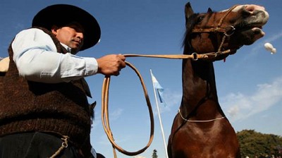 El caballo criollo fue declarado caballo nacional y patrimonio cultural