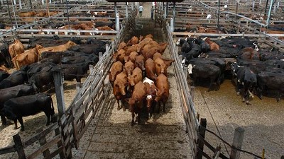 Buena calidad y cotizaciones firmes en las ventas especiales del Mercado de Liniers