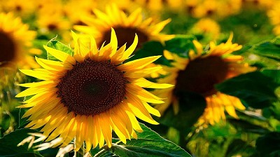¿Qué nos depara el futuro para el aceite de soja argentino? -BCR