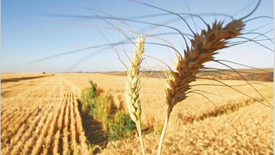 Muy cerca de alcanzar el mayor hito histórico, el trigo bate todas las marcas